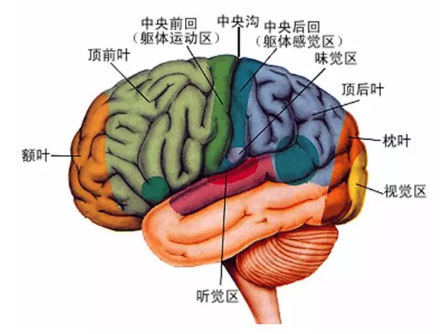 經(jīng)顱磁刺激治療你知道多少？